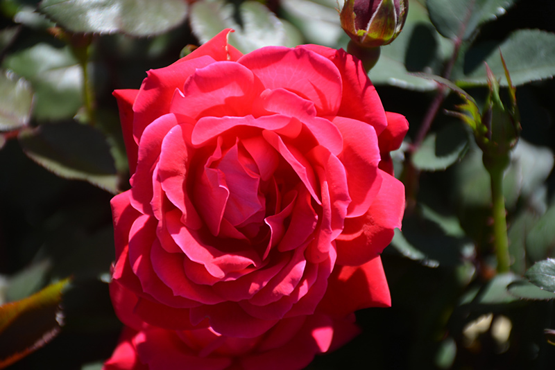 Knock Out Rose (Rosa 'Radrazz') at Kushner's Garden & Patio