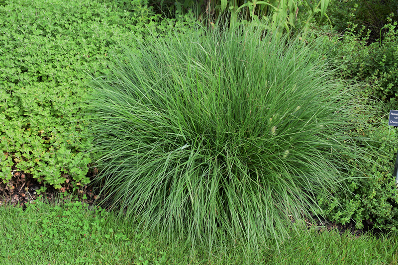 Little Bunny Dwarf Fountain Grass (Pennisetum alopecuroides 'Little Bunny') at Kushner's Garden & Patio