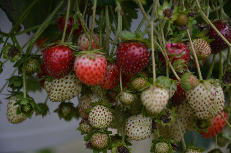 Berried Treasure Red Strawberry (Fragaria ananassa 'Berried Treasure Red') at Kushner's Garden & Patio
