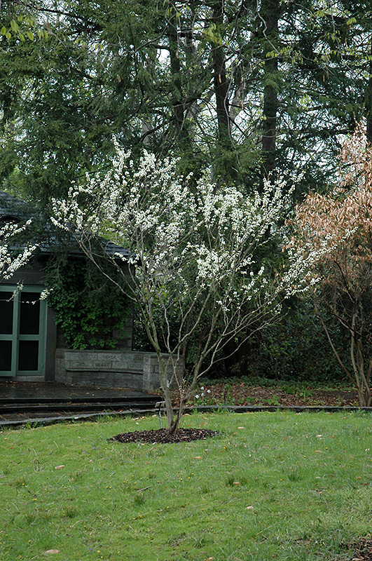 White Redbud (Cercis canadensis 'Alba') at Kushner's Garden & Patio