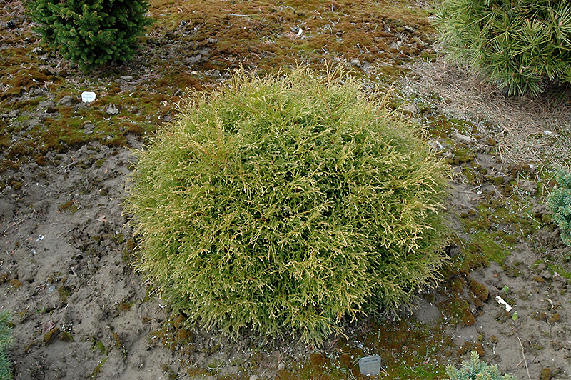 Linesville Arborvitae (Thuja occidentalis 'Linesville') at Kushner's Garden & Patio