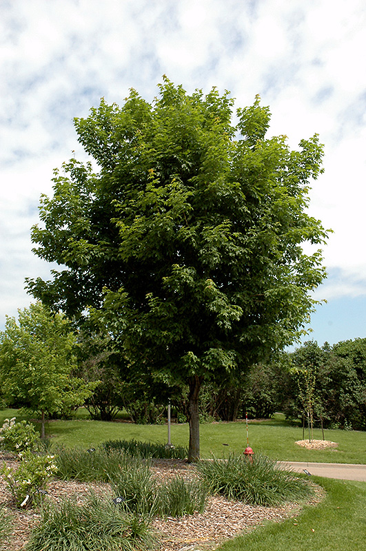 Sugar Maple (Acer saccharum) at Kushner's Garden & Patio
