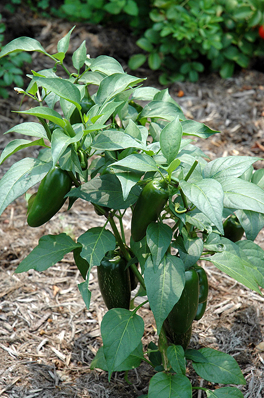 Jalapeno Pepper (Capsicum annuum 'Jalapeno') at Kushner's Garden & Patio