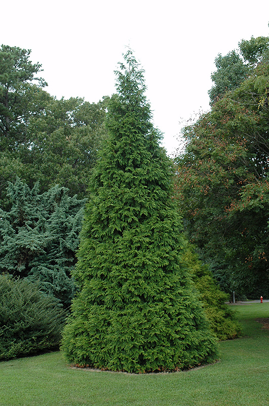 Green Giant Arborvitae (Thuja 'Green Giant') at Kushner's Garden & Patio