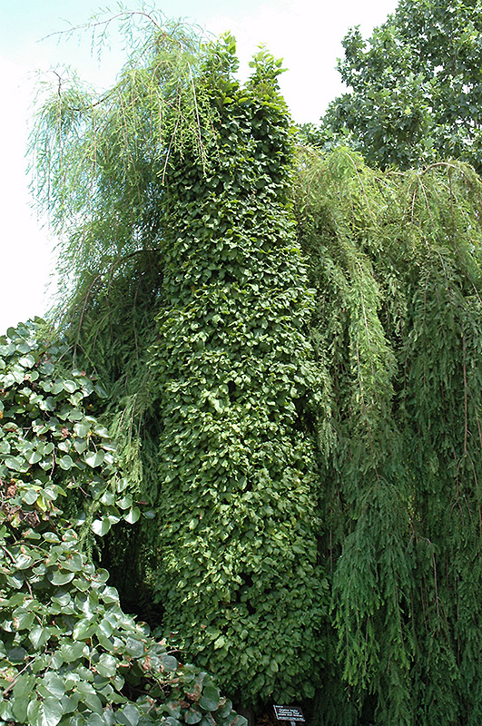 Columnaris Nana Hornbeam (Carpinus betulus 'Columnaris Nana') at Kushner's Garden & Patio
