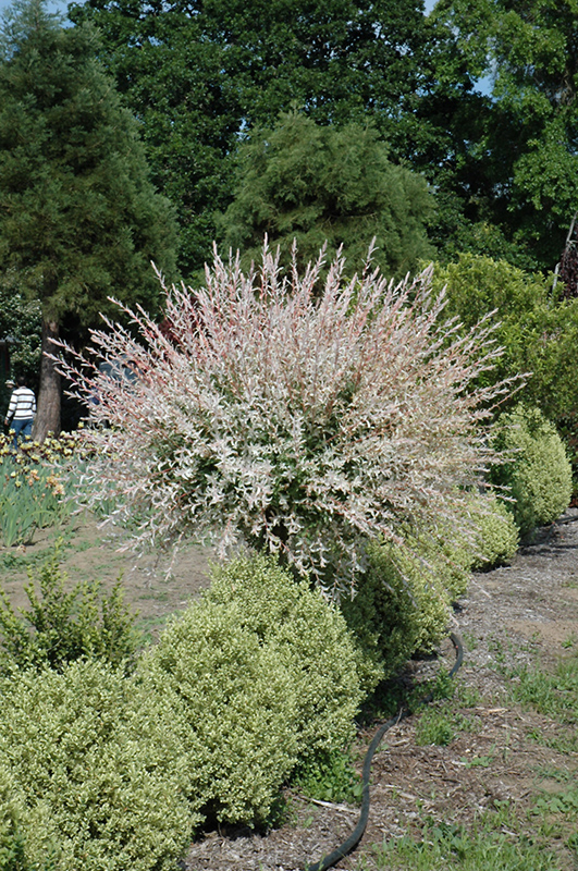 Tricolor Willow (tree form) (Salix integra 'Hakuro Nishiki (tree form)') at Kushner's Garden & Patio