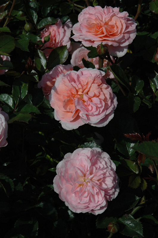 Apricot Drift Rose (Rosa 'Meimirrote') at Kushner's Garden & Patio