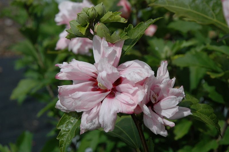 Blushing Bride Rose Of Sharon (Hibiscus syriacus 'Blushing Bride') at Kushner's Garden & Patio
