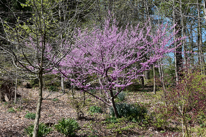 Hearts of Gold Redbud (Cercis canadensis 'Hearts of Gold') at Kushner's Garden & Patio