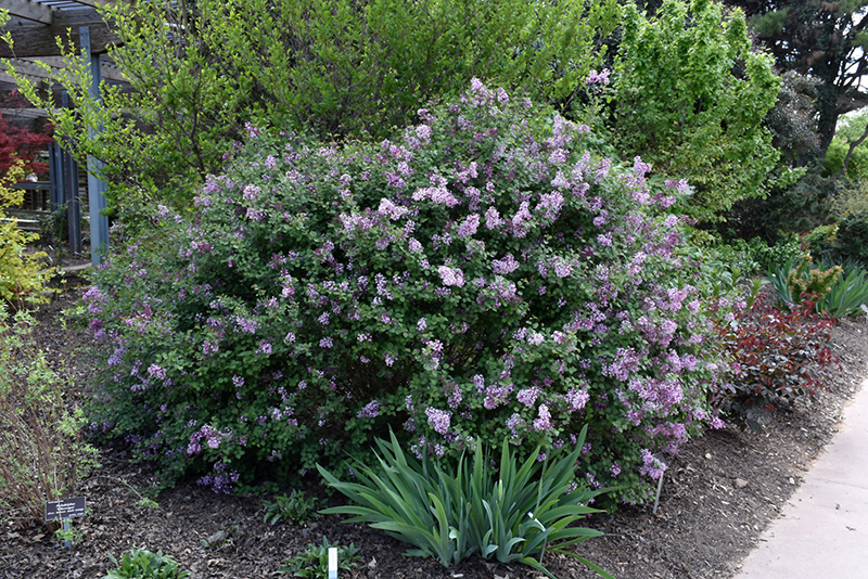 Bloomerang Lilac (Syringa 'Penda') at Kushner's Garden & Patio