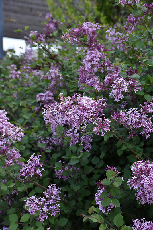 Bloomerang Lilac (Syringa 'Bloomerang') at Kushner's Garden & Patio