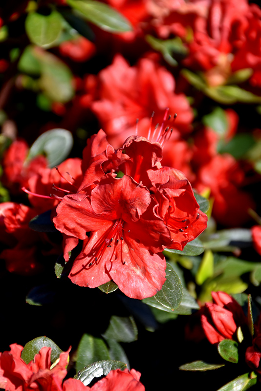 Girard's Scarlet Azalea (Rhododendron 'Girard's Scarlet') at Kushner's Garden & Patio