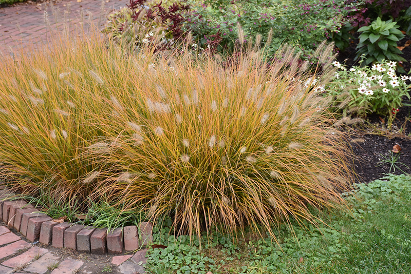 Hameln Dwarf Fountain Grass (Pennisetum alopecuroides 'Hameln') at Kushner's Garden & Patio