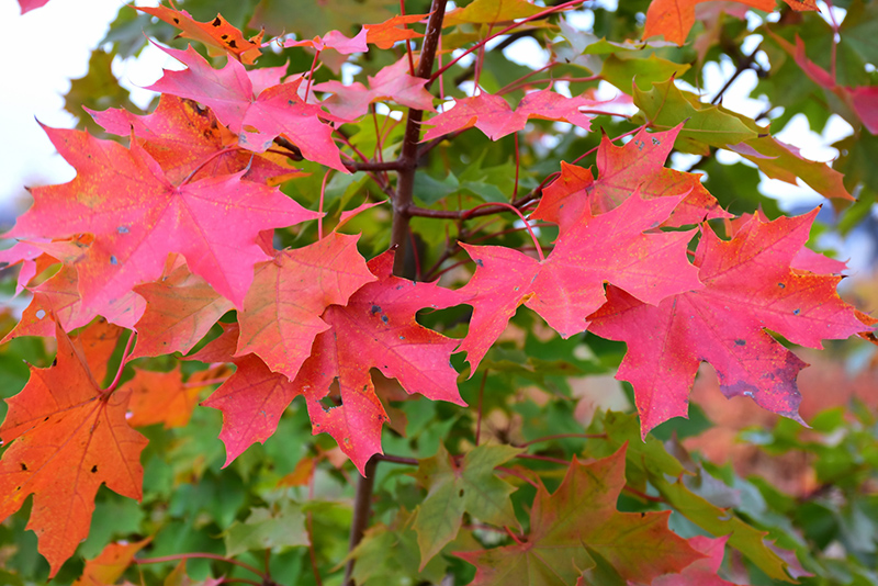 Norwegian Sunset Maple (Acer 'Keithsform') at Kushner's Garden & Patio