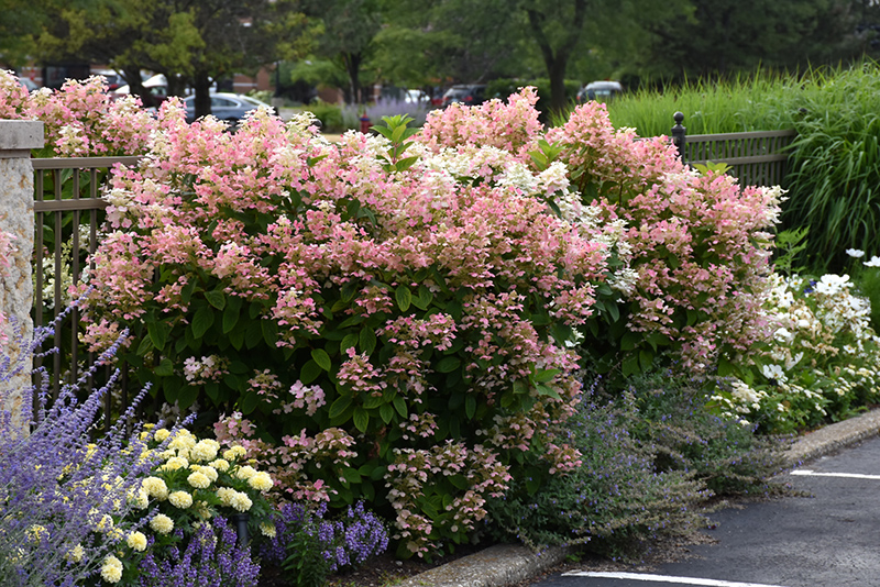 Quick Fire Hydrangea (Hydrangea paniculata 'Bulk') at Kushner's Garden & Patio