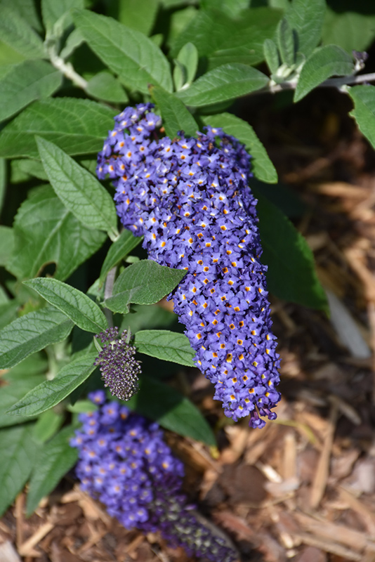 Pugster Blue Butterfly Bush (Buddleia 'SMNBDBT') at Kushner's Garden & Patio