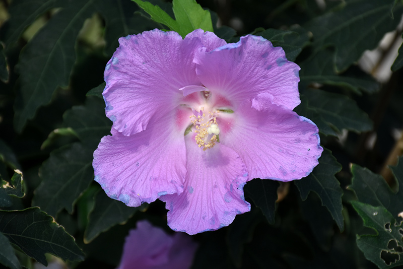Pollypetite Rose Of Sharon (Hibiscus 'Pollypetite') at Kushner's Garden & Patio