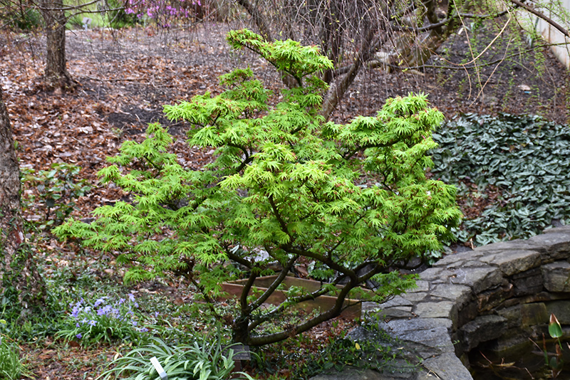 Mikawa Yatsubusa Japanese Maple (Acer palmatum 'Mikawa Yatsubusa') at Kushner's Garden & Patio