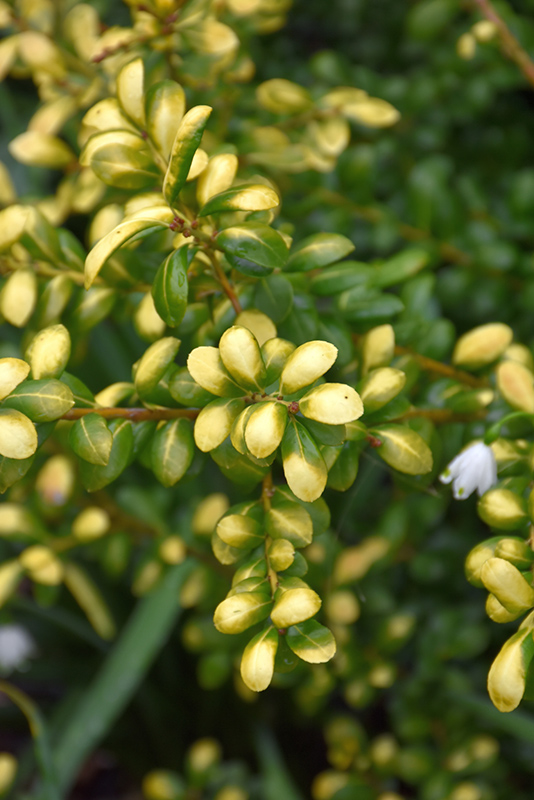 Drops Of Gold Japanese Holly (Ilex crenata 'Drops Of Gold') at Kushner's Garden & Patio