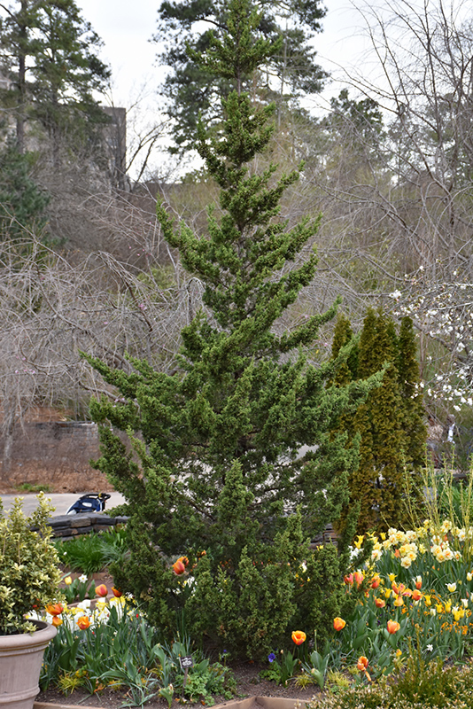 Trautman Juniper (Juniperus chinensis 'Trautman') at Kushner's Garden & Patio
