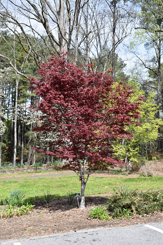 Hefner's Red Select Japanese Maple (Acer palmatum 'Hefner's Red Select') at Kushner's Garden & Patio