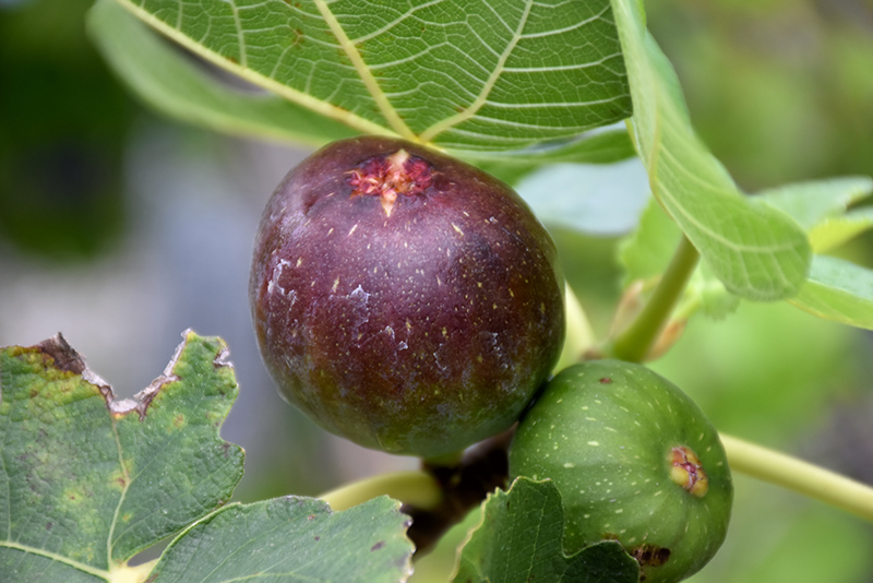 Brown Turkey Fig (Ficus carica 'Brown Turkey') at Kushner's Garden & Patio