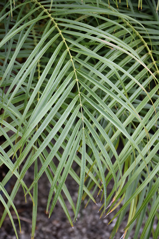 Pygmy Date Palm (Phoenix roebelenii) at Kushner's Garden & Patio