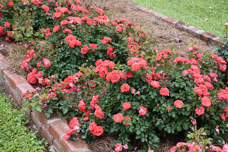 Coral Drift Rose (Rosa 'Meidrifora') at Kushner's Garden & Patio