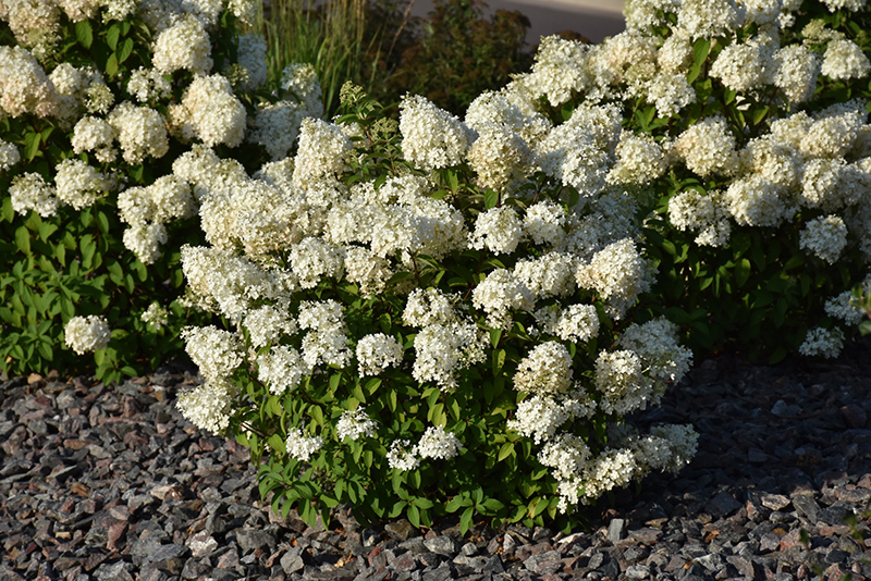 Bobo Hydrangea (Hydrangea paniculata 'ILVOBO') at Kushner's Garden & Patio