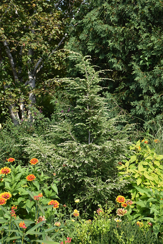 Gentsch White Hemlock (Tsuga canadensis 'Gentsch White') at Kushner's Garden & Patio