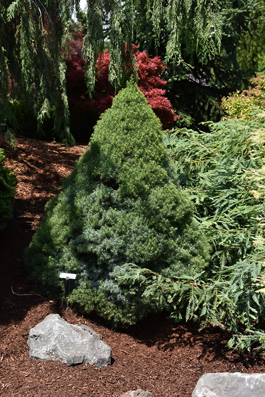 Alberta Blue Dwarf Spruce (Picea glauca 'Alberta Blue') at Kushner's Garden & Patio