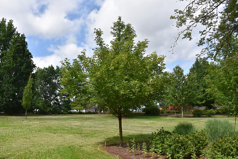 Rugged Ridge Miyabe Maple (Acer miyabei 'JFS-KW3AMI') at Kushner's Garden & Patio