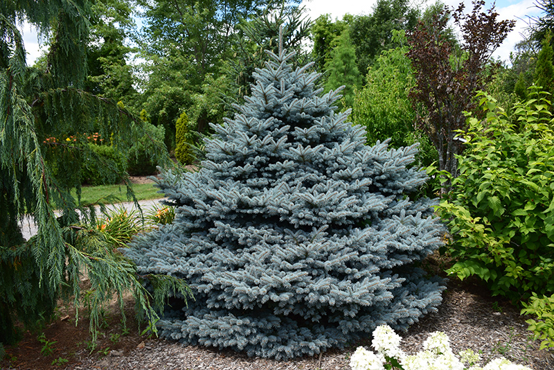 Montgomery Blue Spruce (Picea pungens 'Montgomery') at Kushner's Garden & Patio