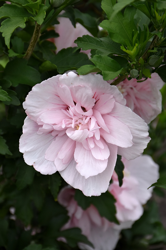Pink Chiffon Rose of Sharon (Hibiscus syriacus 'JWNWOOD4') at Kushner's Garden & Patio