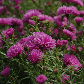 Plant Photo 1