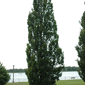 Plant Photo 1