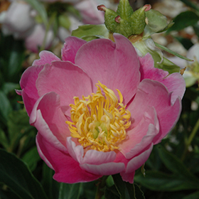 Plant Photo 10