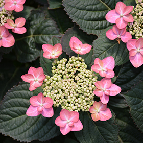 Plant Photo 9