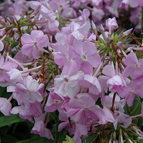 Plant Photo 7