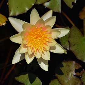 Plant Photo 6